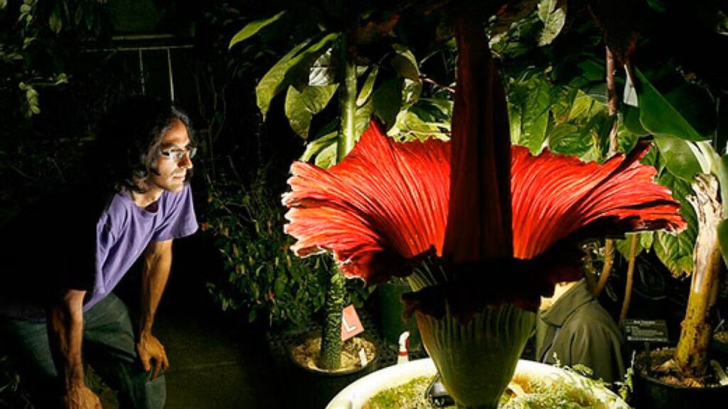 Corpse Flower