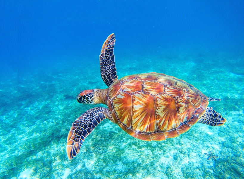 Green Sea Turtles