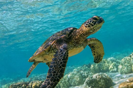 Green Sea Turtles