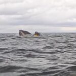Humpback Whale Briefly Swallows Kayaker