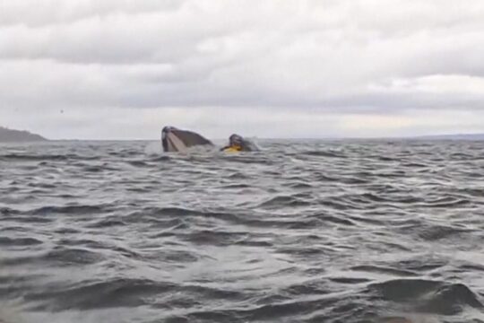 Humpback Whale Briefly Swallows Kayaker