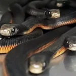 Over 100 Venomous Snakes Found in Sydney Backyard Mulch Pile