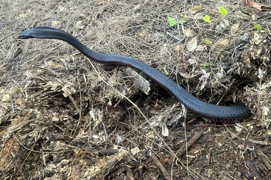 Over 100 Venomous Snakes Found in Sydney Backyard Mulch Pile