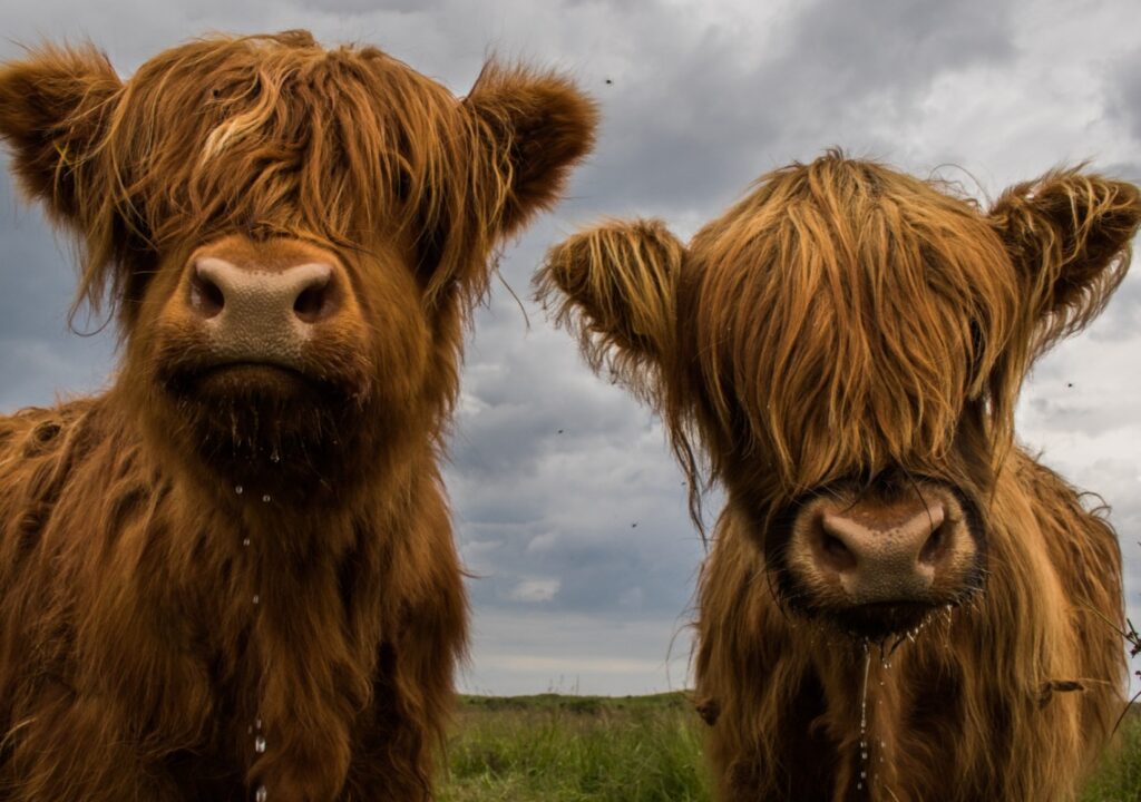 Scottish Highland Bull Roams Connecticut Hills for Over a Month