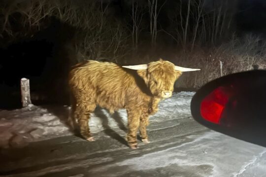 Scottish Highland Bull Roams Connecticut Hills for Over a Month