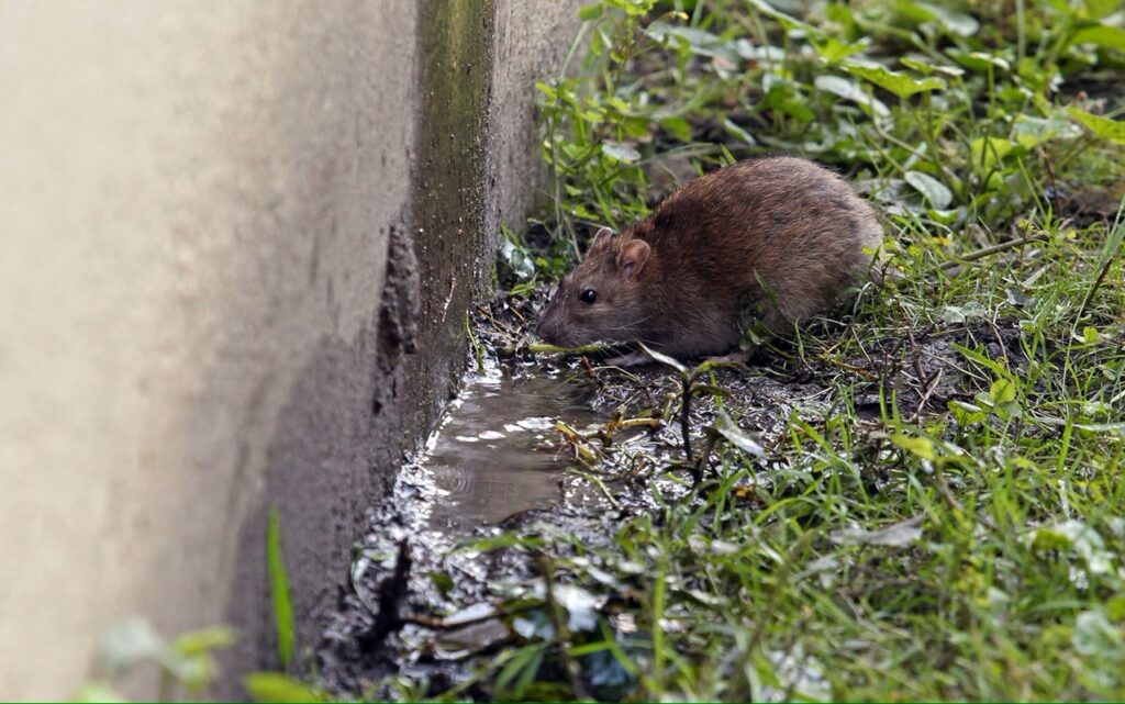 Surging Pest Populations Threaten U.S. Cities as Winter Ends