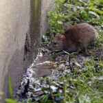Surging Pest Populations Threaten U.S. Cities as Winter Ends
