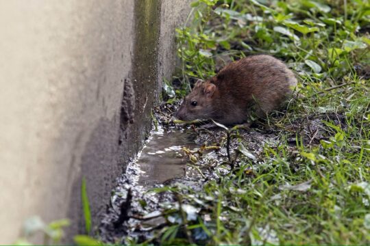 Surging Pest Populations Threaten U.S. Cities as Winter Ends