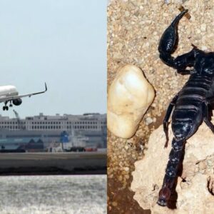 Passenger Stung by Scorpion at Boston Logan Airport Baggage Claim