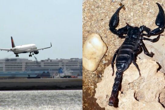 Passenger Stung by Scorpion at Boston Logan Airport Baggage Claim