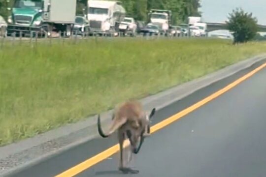 Runaway Kangaroo Causes Highway Chaos in Alabama