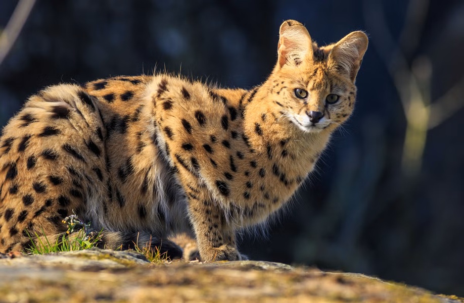 Spanish Authorities Bust Illegal Exotic Cat Trade on Mallorca