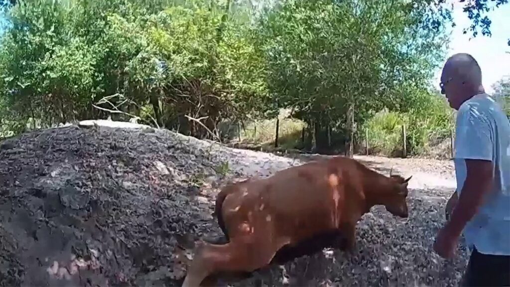Cow Fatally Shot After Wandering Onto Neighbor’s Property