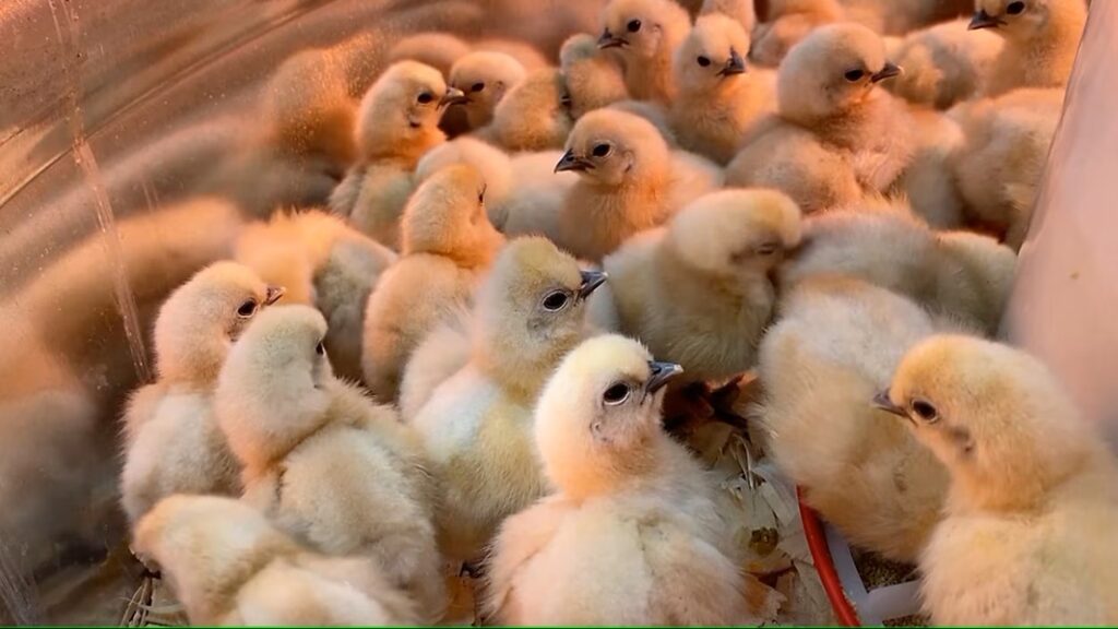Over 5,000 Abandoned Chicks Rescued from USPS Truck