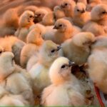 Over 5,000 Abandoned Chicks Rescued from USPS Truck