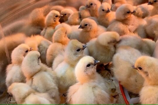 Over 5,000 Abandoned Chicks Rescued from USPS Truck