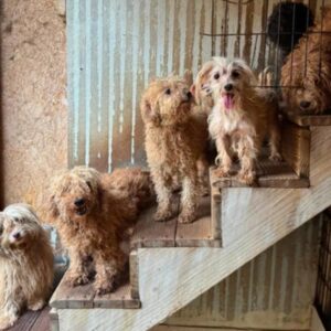 Over 100 Dogs Saved in Massive North Carolina Puppy Mill Rescue