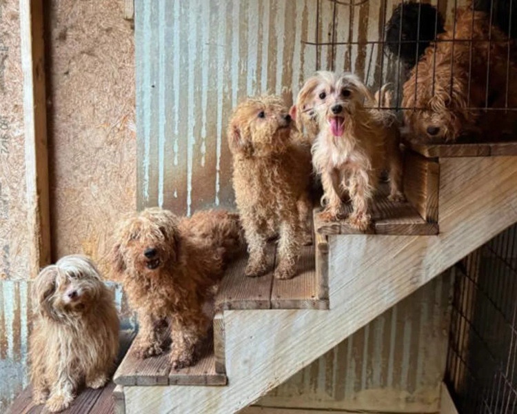 Over 100 Dogs Saved in Massive North Carolina Puppy Mill Rescue