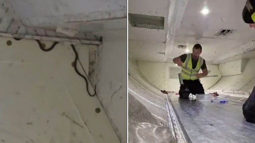 Australian Flight Delayed After Stowaway Snake Found in Cargo Hold