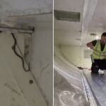 Australian Flight Delayed After Stowaway Snake Found in Cargo Hold