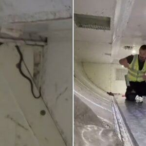 Australian Flight Delayed After Stowaway Snake Found in Cargo Hold
