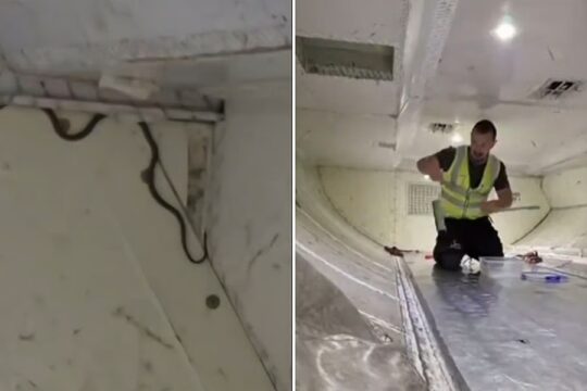 Australian Flight Delayed After Stowaway Snake Found in Cargo Hold