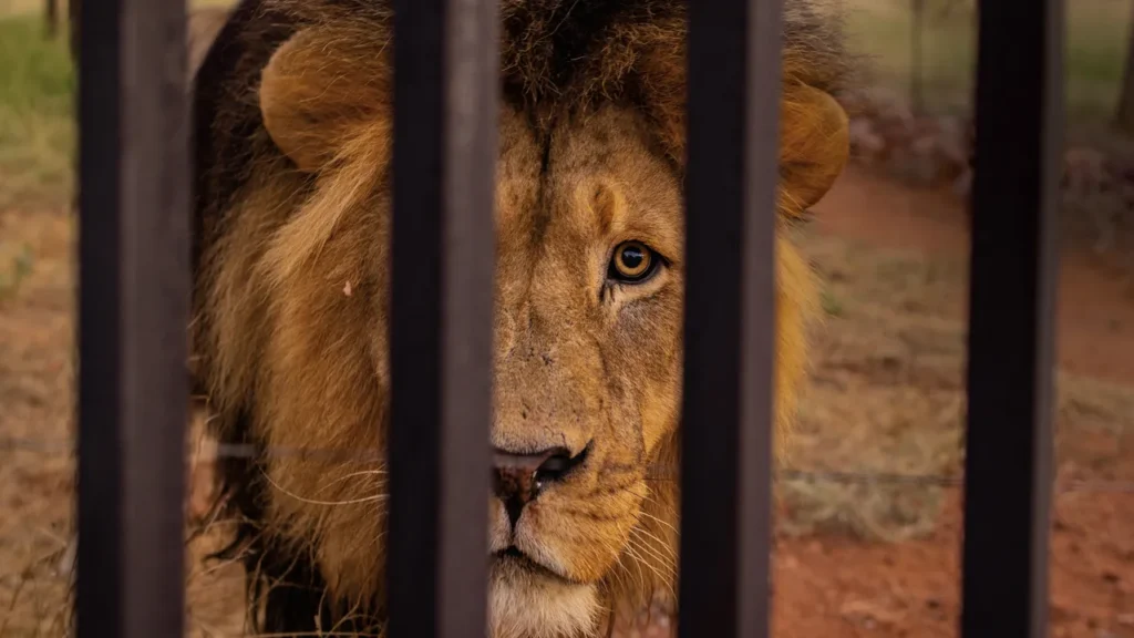 lion escape Turkey