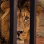 lion escape Turkey