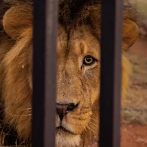 lion escape Turkey