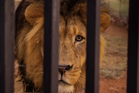 lion escape Turkey