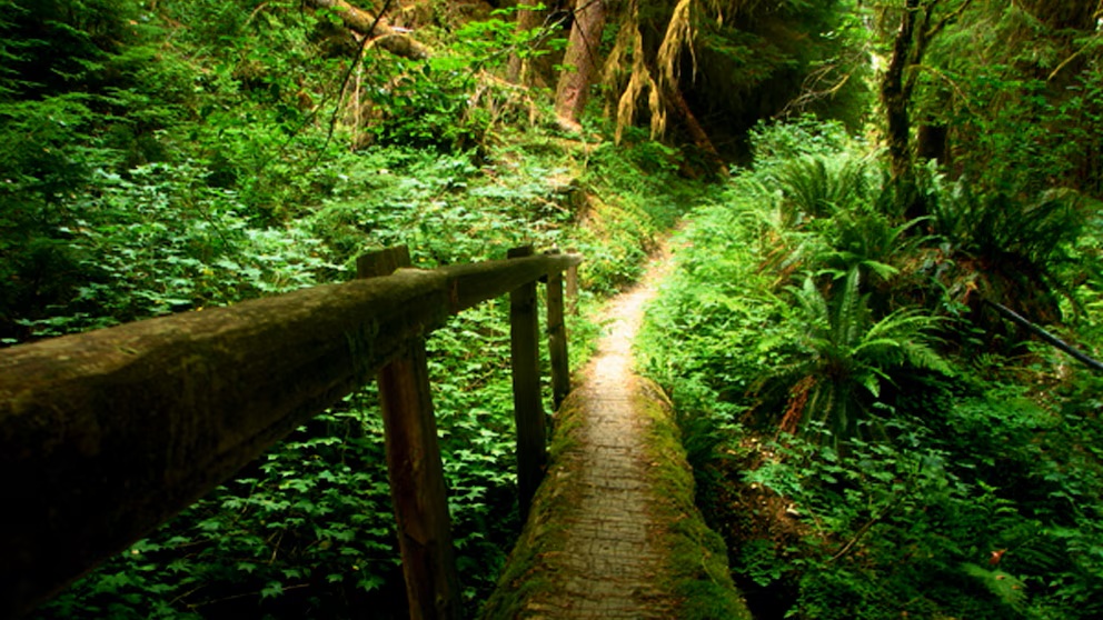 The plane crash occurred in a remote, forested part of the Quinault area.