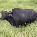 Water buffalo are uncommon livestock in the U.S., often raised for dairy or meat.