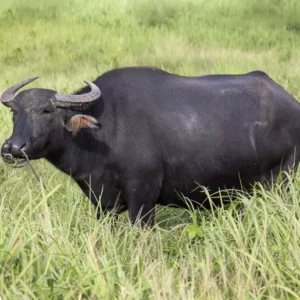 Water buffalo are uncommon livestock in the U.S., often raised for dairy or meat.