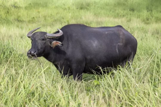 Water buffalo are uncommon livestock in the U.S., often raised for dairy or meat.