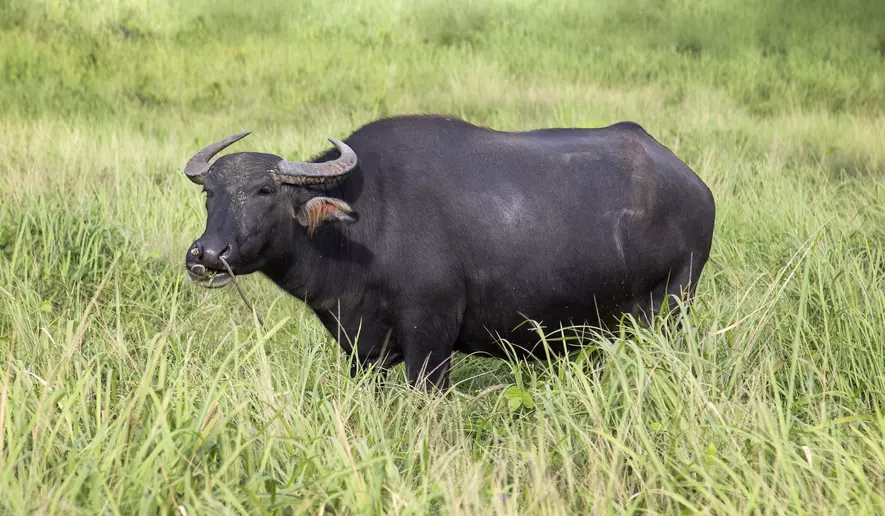 Water buffalo are uncommon livestock in the U.S., often raised for dairy or meat.