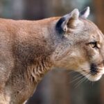 Malibu Mountain Lion Attack Injures 11-Year-Old