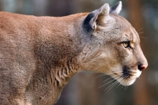 Malibu Mountain Lion Attack Injures 11-Year-Old