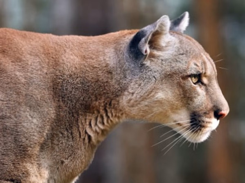 Malibu Mountain Lion Attack Injures 11-Year-Old