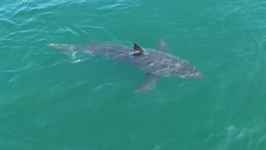 Great White Shark Spotted Near Maine Beaches Prompts Police Warning.
