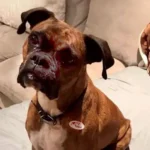California Voter Fraud: Woman Accused of Registering Dog to Vote Faces Six Felonies