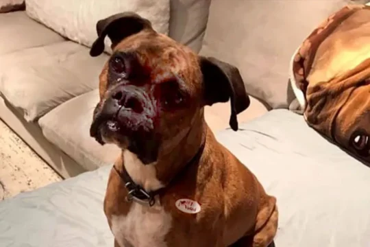 California Voter Fraud: Woman Accused of Registering Dog to Vote Faces Six Felonies