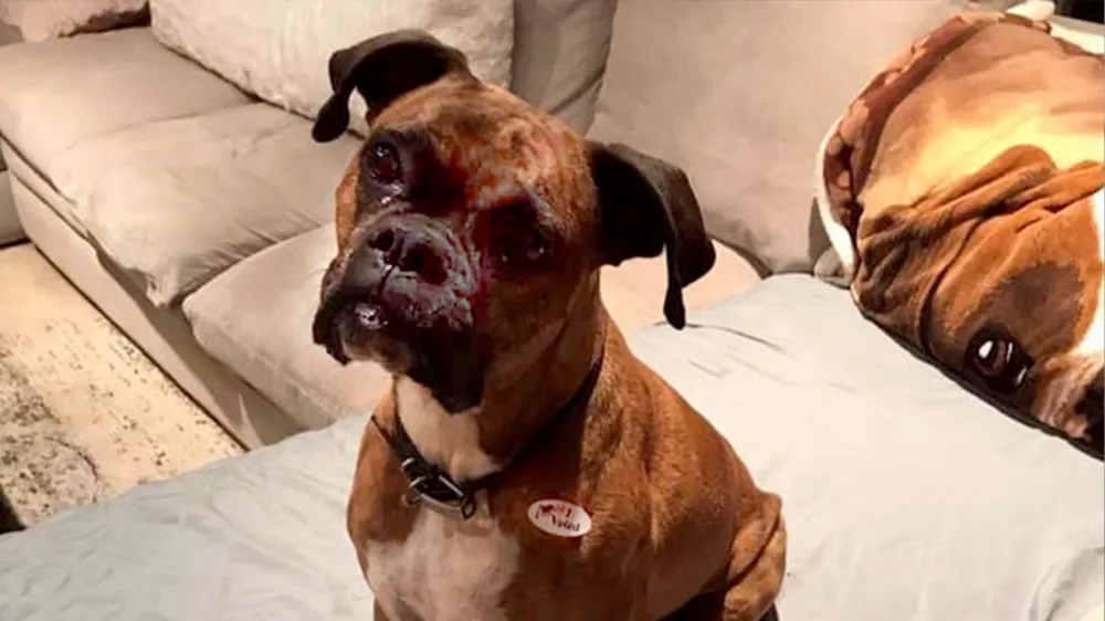 California Voter Fraud: Woman Accused of Registering Dog to Vote Faces Six Felonies