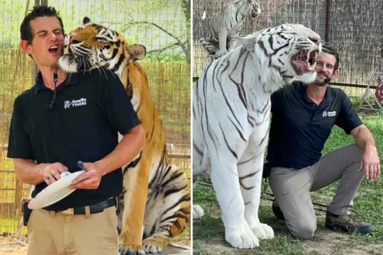 Oklahoma Tiger Handler Killed in Fatal Accident at Growler Pines Preserve