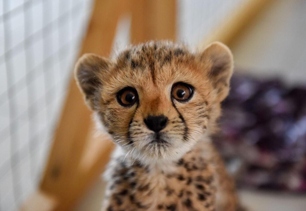 Somaliland Cheetah Rescue