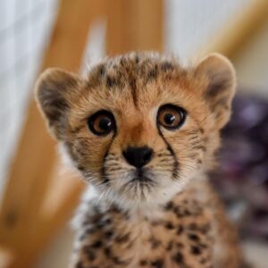 Somaliland Cheetah Rescue