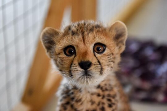 Somaliland Cheetah Rescue