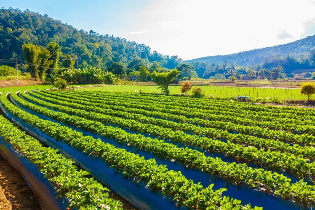 Trump Immigration Raids Spark Food Crisis Fears Amid Farm Labor Shortages