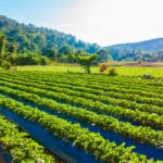 Trump Immigration Raids Spark Food Crisis Fears Amid Farm Labor Shortages