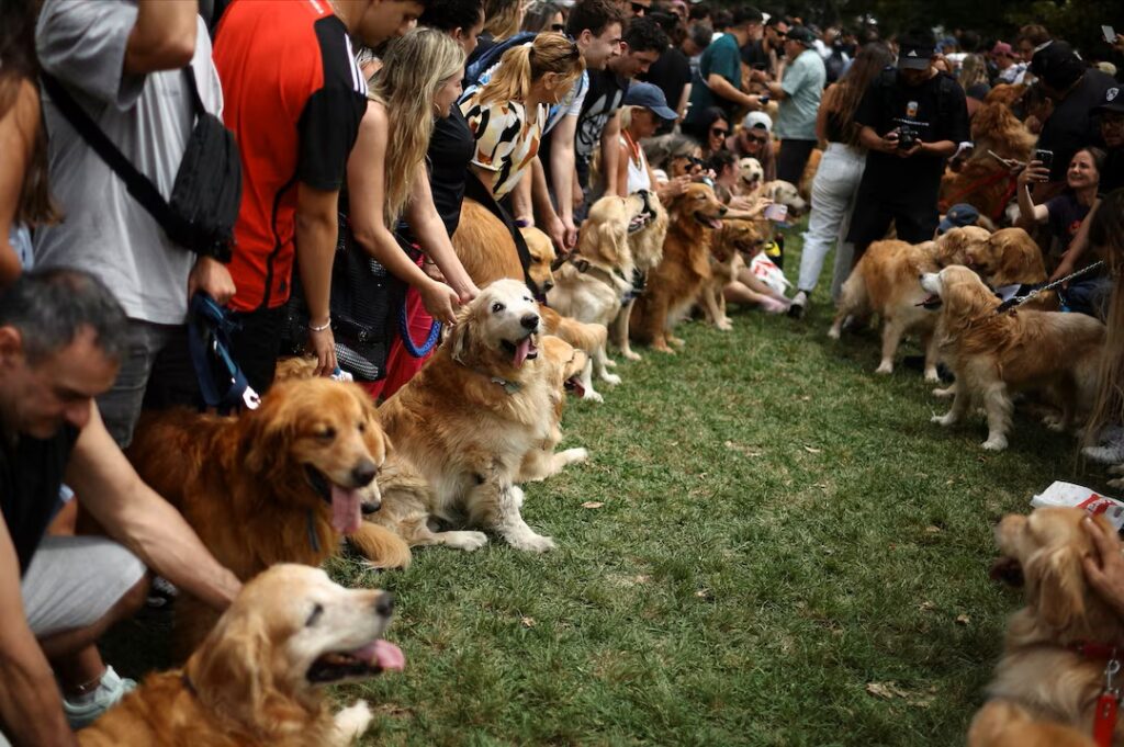 Golden retriever world record gathering fills Buenos Aires park with 2,397 dogs