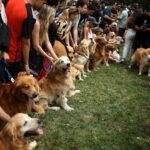 Golden retriever world record gathering fills Buenos Aires park with 2,397 dogs